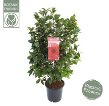 Kamelie im Topf mit Knospen