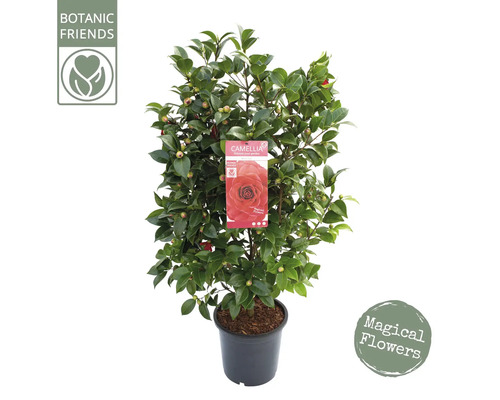 Kamelie im Topf mit Knospen