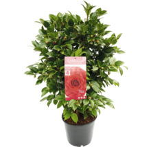 Kamelie im Topf mit grünen Blättern und roten Knospen.