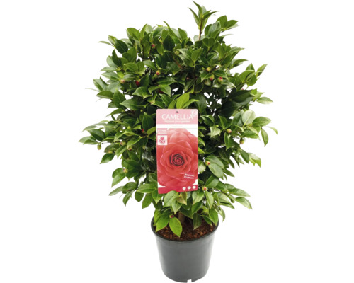 Kamelie im Topf mit grünen Blättern und roten Knospen.