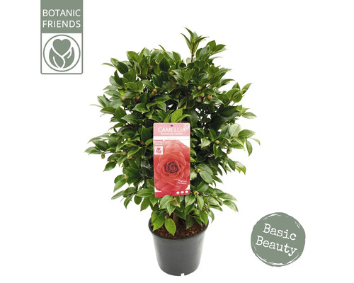 Kamelienpflanze im Topf mit Etikett