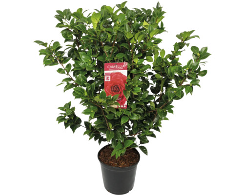 Kamelie im Topf mit Blättern und einer Pflanzeninformation