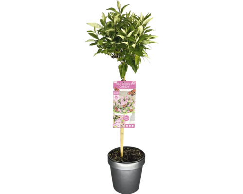 Zwerg Sommerflieder, Schmetterlingsflieder Stämmchen FloraSelf Buddleia davidii Butterfly Candy ® 'Little Pink' Stammhöhe 50 cm Co 3 L Schmetterlingsflieder im Topf mit Pflanzenetikett