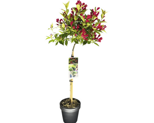 Zwerg-Weigelie Stamm FloraSelf Weigela florida 'All Summer Red' Stammhöhe 50 cm Co 3 L Blütenweide im Topf mit roten Blüten und grünen Blättern
