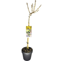 Forsythie als Hochstamm im Topf