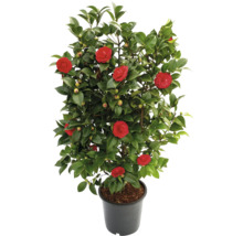 Kamelie im Topf mit roten Blüten und grünen Blättern