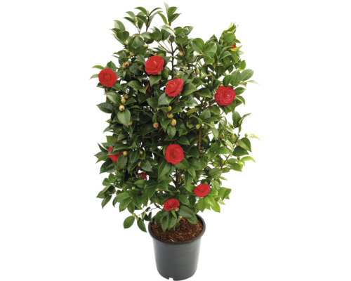 Kamelie im Topf mit roten Blüten und grünen Blättern