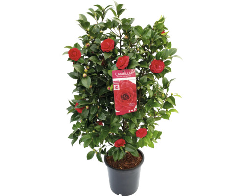 Kamelie im Topf mit roten Blüten und grünen Blättern