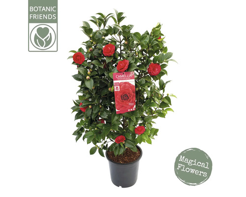 Kamelienpflanze im Topf mit roten Blüten