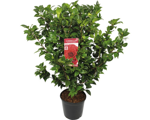 Kamelie im Topf mit Pflanzenetikett