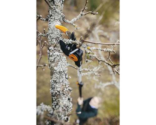 Astschneider in Aktion beim Beschneiden eines Baumes