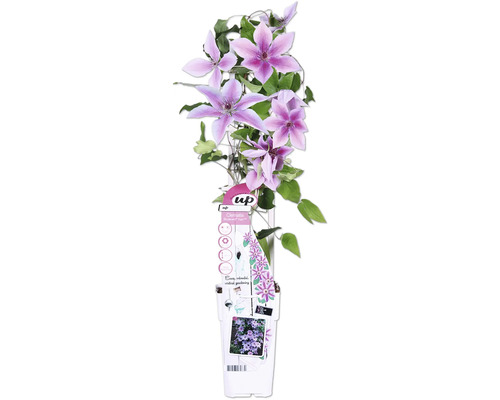 Waldrebe Boulevard gestreift FloraSelf Clematis Boulevard H 45 cm Ø 15 cm Topf Clematis Pflanze im Topf mit lila Blüten und grünen Blättern.