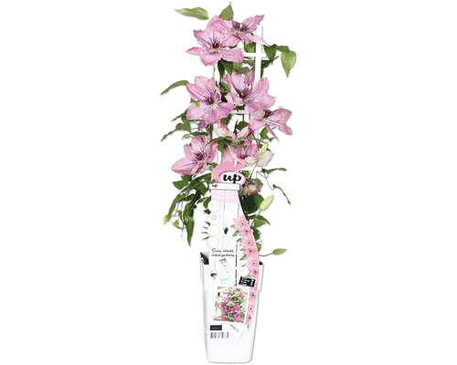 Waldrebe Boulevard lila/rosa FloraSelf Clematis Boulevard H 45 cm Ø 15 cm Topf Clematis Pflanze im Topf