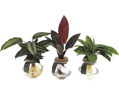 GrünMIX im Glas mit Korkdeckel FloraSelf versch. Sorten Ø 12 cm Glas, freie Wurzeln, Hydrokultur