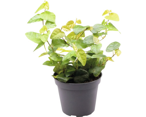 Kletterfeige Mix FloraSelf Ficus pumila Ø 6 cm Topf