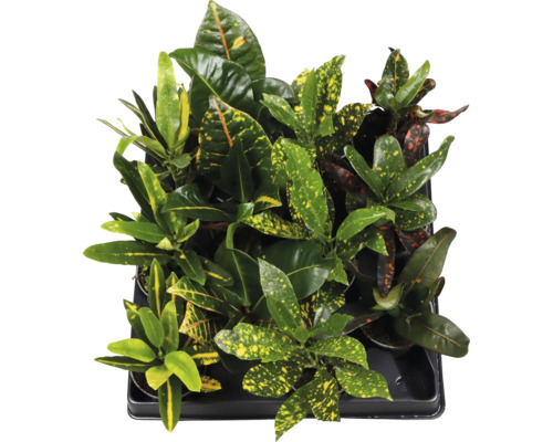 Wunderstrauch, Kroton Mix FloraSelf Croton (Codiaeum) Ø 6 cm Topf, zufällige Sortenauswahl