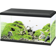 Eingerichtetes Aquarium mit Pflanzen, Steinen, Wurzelholz und Fischen