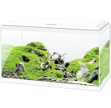 Dekoratives Aquarium mit Steinen, Moos und Holzwurzeln