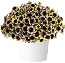 Petunie FloraSelf Petunia RAY-Serie™ 'Shadow' Ø 12 cm Topf