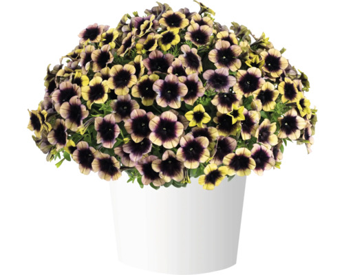 Petunie FloraSelf Petunia RAY-Serie™ 'Shadow' Ø 12 cm Topf