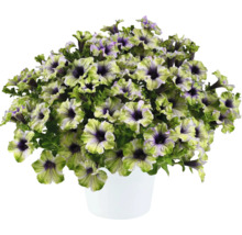 Petunie FloraSelf Petunia AMAZONAS™ Serie 'Plum Cockatoo' Ø 12 cm Topf