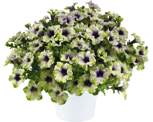 Petunie FloraSelf Petunia AMAZONAS™ Serie 'Plum Cockatoo' Ø 12 cm Topf