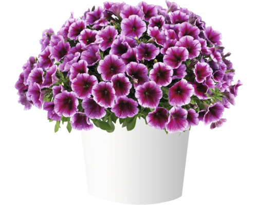 Petunie FloraSelf Petunia CAPELLA™ Serie 'Fuchsia Lace' Ø 12 cm Topf