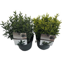 Kleinblättrige Spindelstrauch FloraSelf Euonymus japonicus 'Microphyllus' Co 2 L