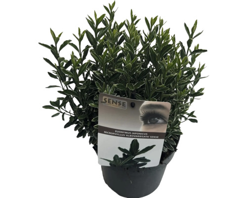 Japanischer Spindelstrauch im Topf