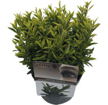 Kleinblättrige Spindelstrauch FloraSelf Euonymus japonicus 'Microphyllus' Co 2 L