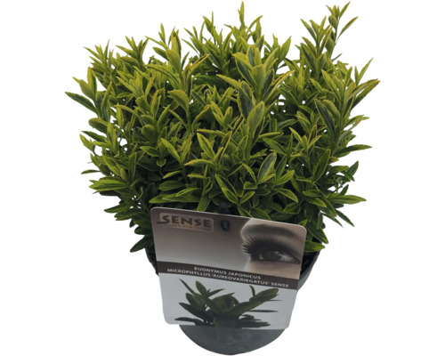 Japanischer Spindelstrauch im Topf