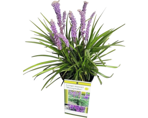 Lilientraube, Glöckchentraube FloraSelf Liriope muscari 'Moneymaker' Co 2 L