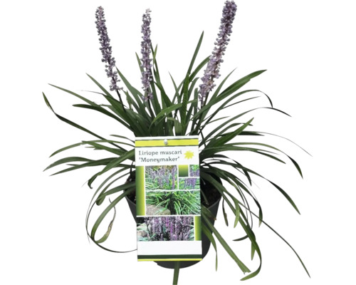 Liriope muscari ''Moneymaker'' Pflanze im Topf