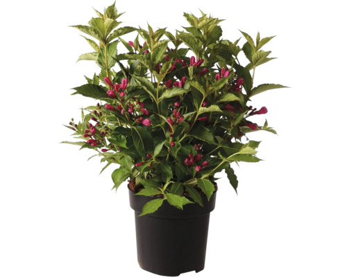 Blühende Weigelie im Topf