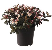 Blütenstrauch im Topf mit rosa und weißen Blüten.