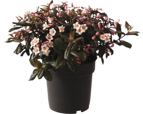 Blütenstrauch im Topf mit rosa und weißen Blüten.