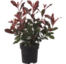 Photinia im Topf