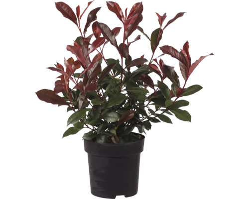 Photinia im Topf