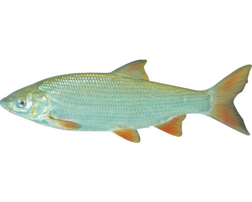 Ein einzelner Döbel Fisch