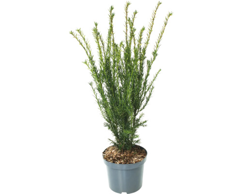 Eibe im Topf
