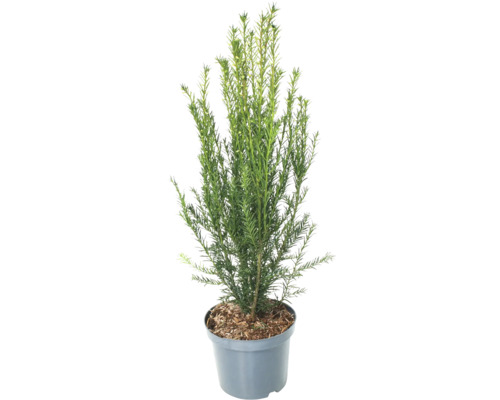 Bechereibe FloraSelf Taxus media 'Hillii' H 50-60 cm Co 4 L