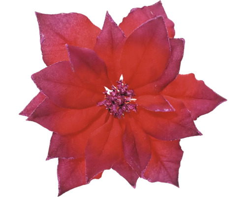 Weihnachtssternblüte für Weihnachtsdekoration