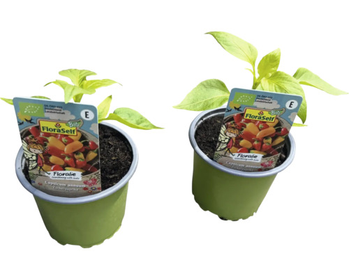 Zuckerpaprika Pflanzen in Töpfen mit FloraSelf Bio Etikett
