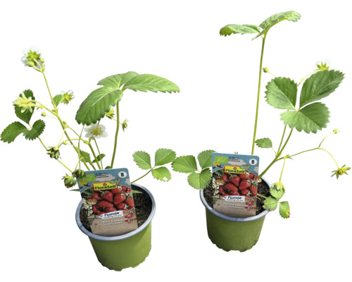 Bio Snack Erdbeere FloraSelf Bio Ø 10,5 cm Topf