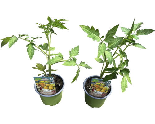 Zwei Tomatenpflanzen im Topf