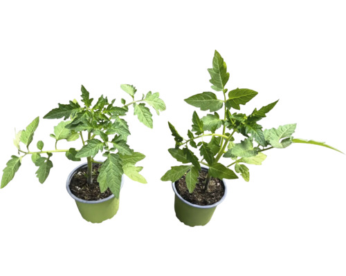 Zwei Tomatenpflanzen im Topf