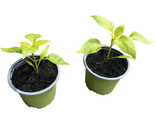 Zwei Paprikapflanzen in Töpfen