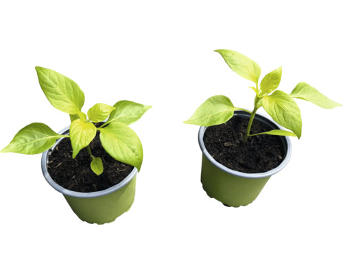 Zwei Paprikapflanzen in Töpfen