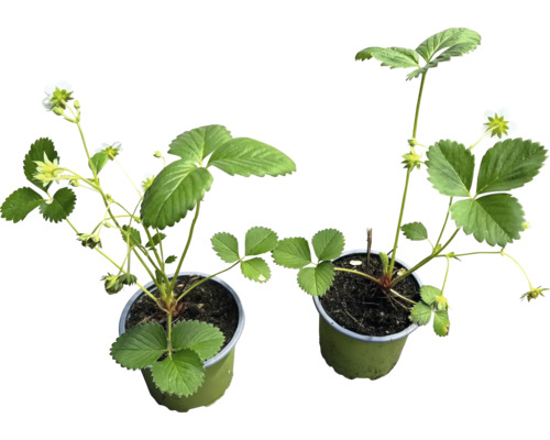 Zwei Erdbeerpflanzen in Töpfen mit Blättern und Blüten.