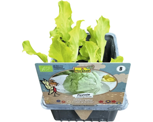 Eissalat, grün ''Emmi'' im Topf